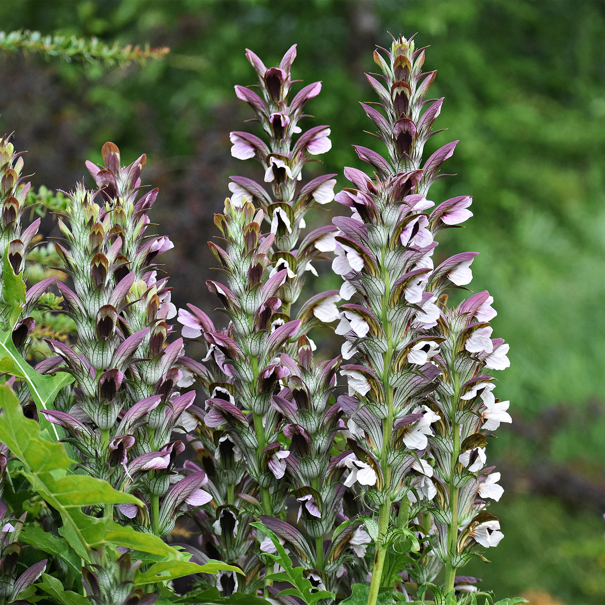 Acanthus mollis, Heliopsis scabra, Aconitum napellus, Phlox paniculata, Hemrocallis Samy Russel, Lychnis viscaria, Anaphalis triplinervis, Campanula carpatica - Le massif été fleuri - 18 plantes vivaces - Superficie environ 2 m² - Acanthe