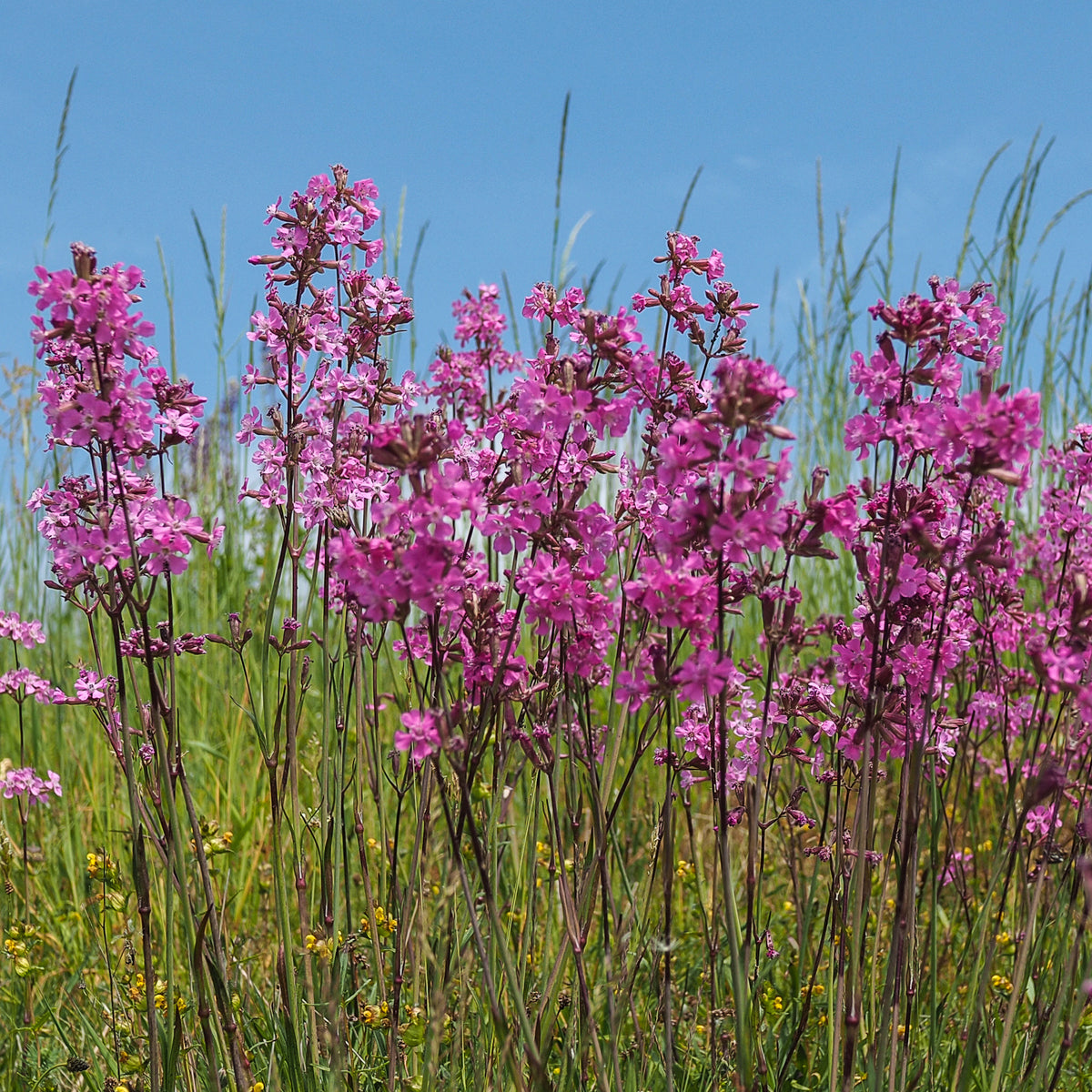 Vente Le massif été fleuri - 18 plantes vivaces - Superficie environ 2 m²