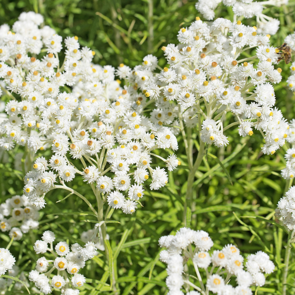 Le massif été fleuri - 18 plantes vivaces - Superficie environ 2 m² - Acanthe - Bakker