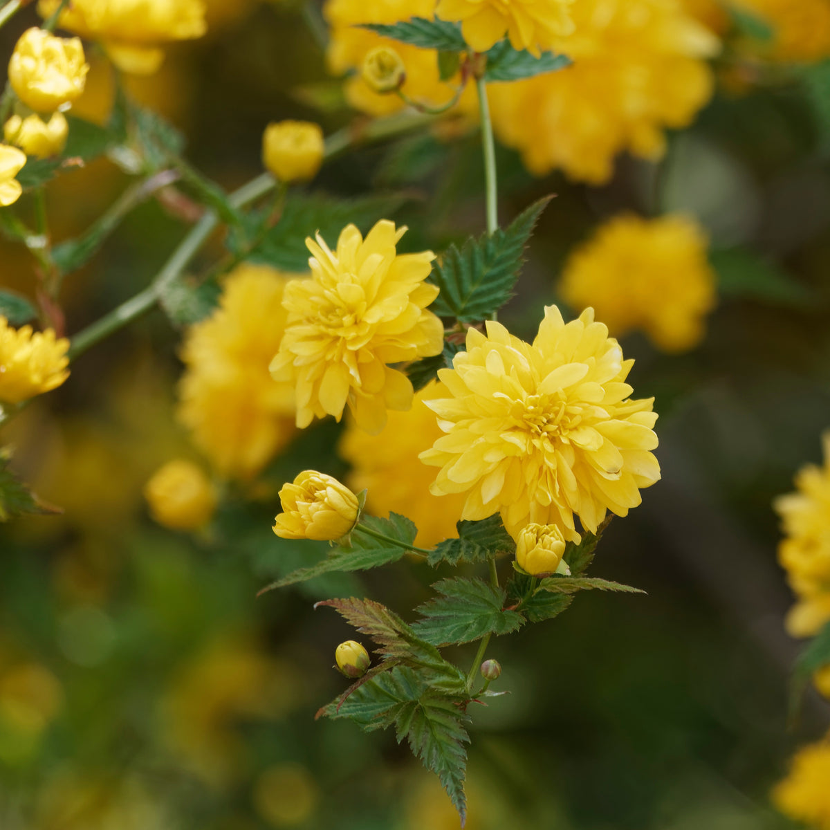 Vente Corête du Japon - Kerria japonica pleniflora