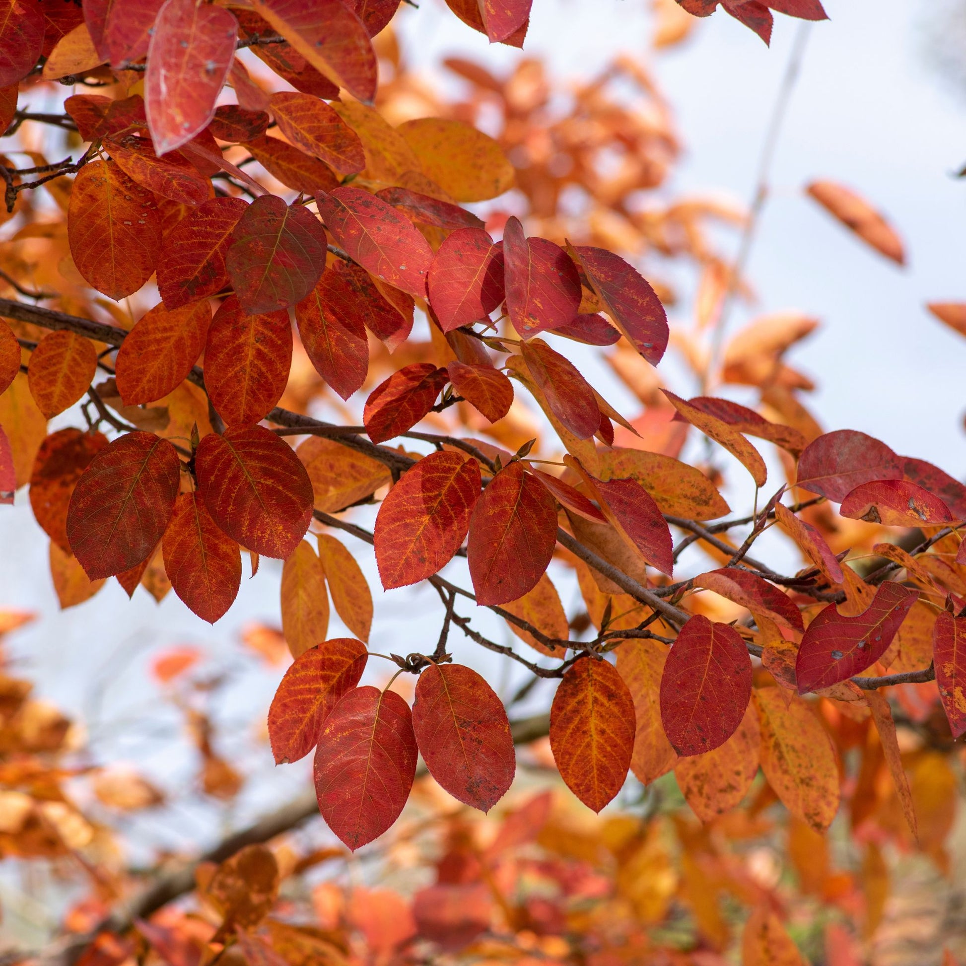Amelanchier lamarckii - Amélanchier de Lamarck - Arbustes fleuris