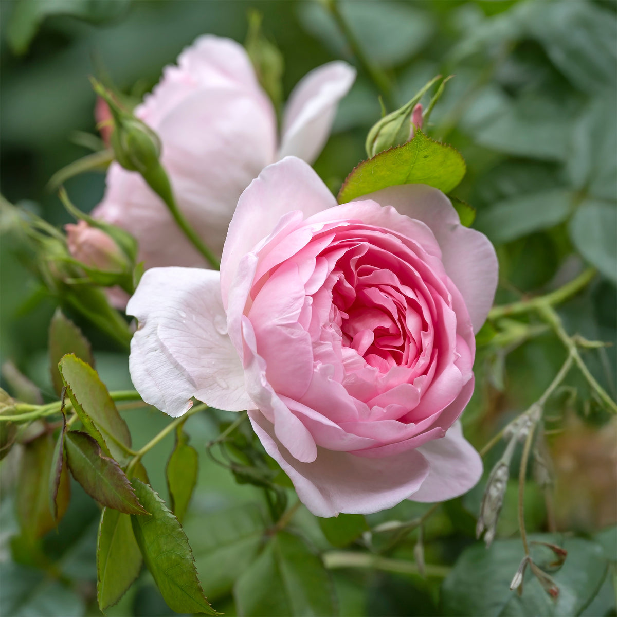 Rosiers - Rosier anglais Her's Ausgreen ® - Rosa her's ausgreen ® (ausblush)