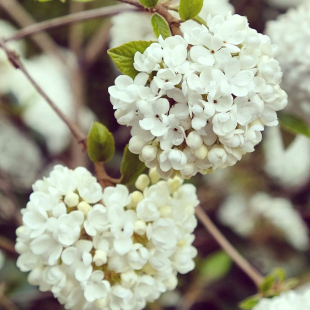 Boule de neige sur tige - Viburnum eskimo - Bakker