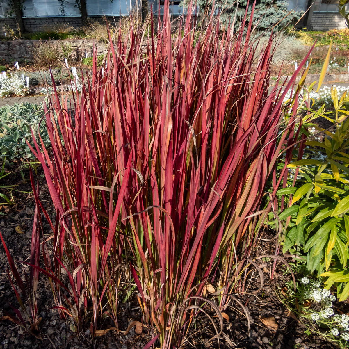 Vente Collection de 7 plantes vivaces à feuillages originaux