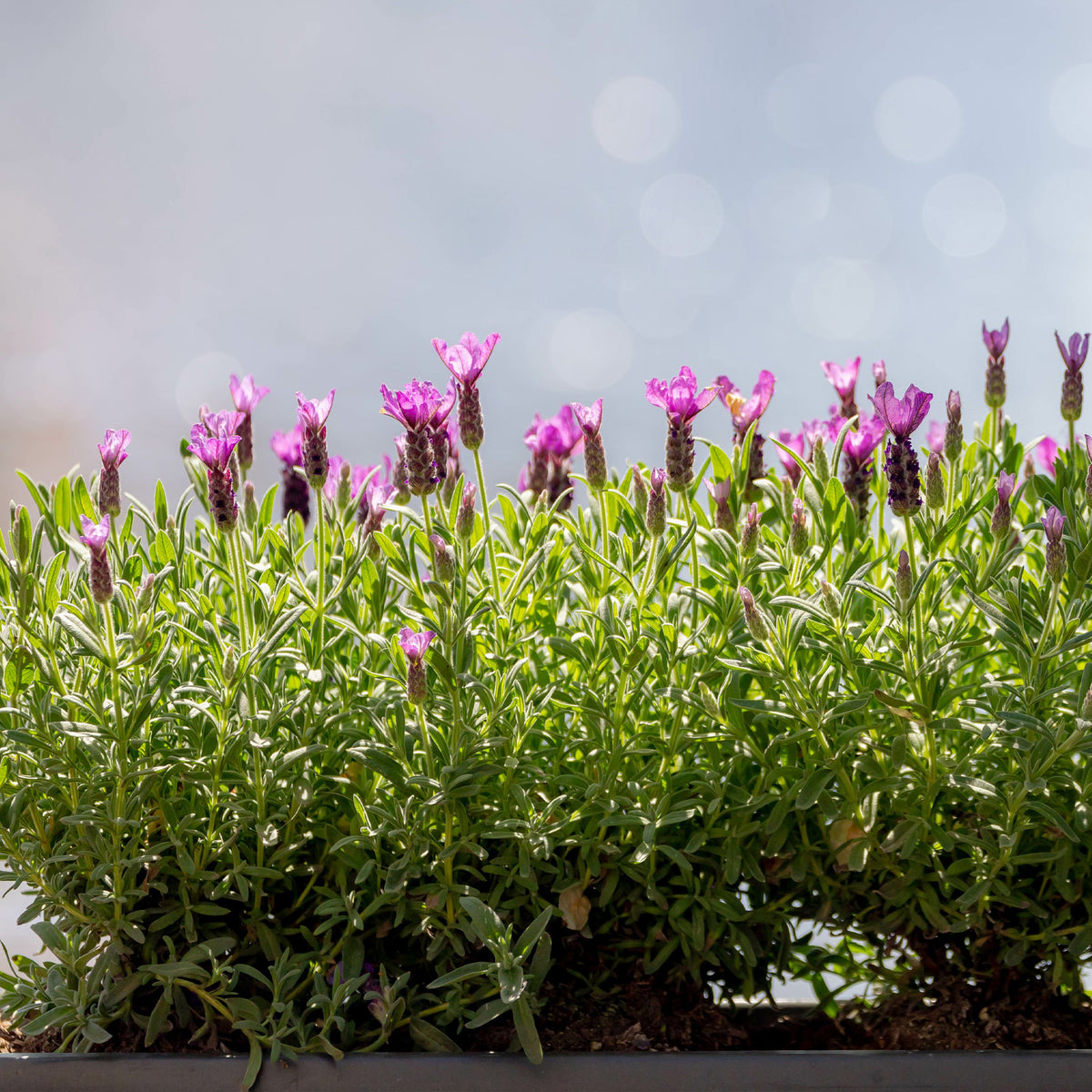 Lavande papillon The Princess ® Lavender - Lavandula stoechas the princess ® lavender 'ib910- - Bakker