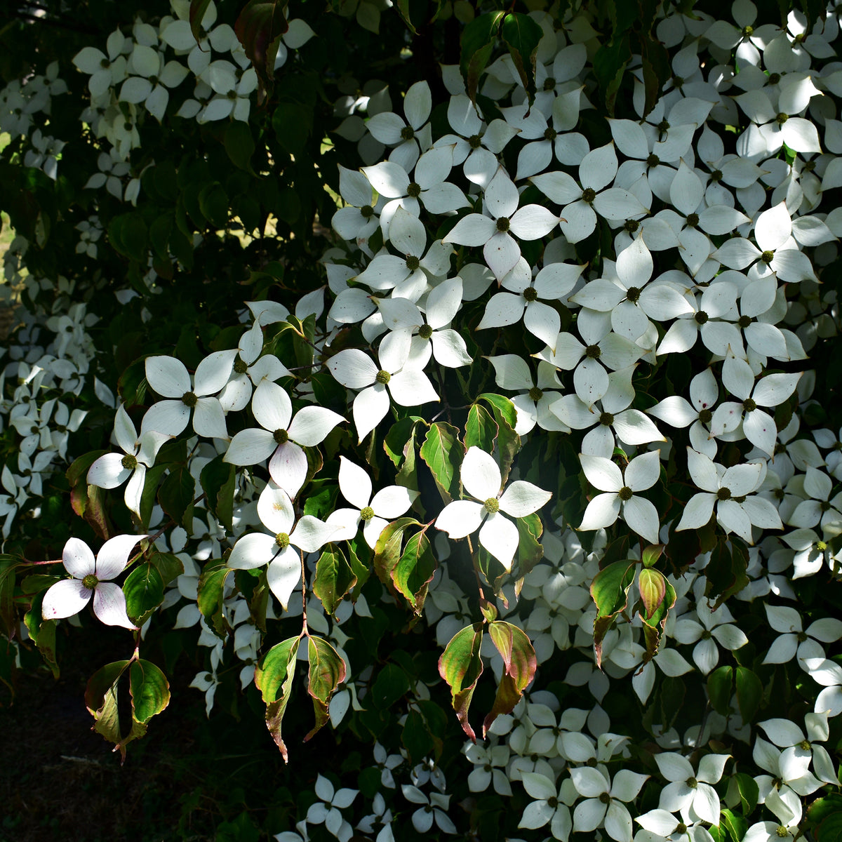 Cornouiller du Japon - Cornus kousa - Bakker