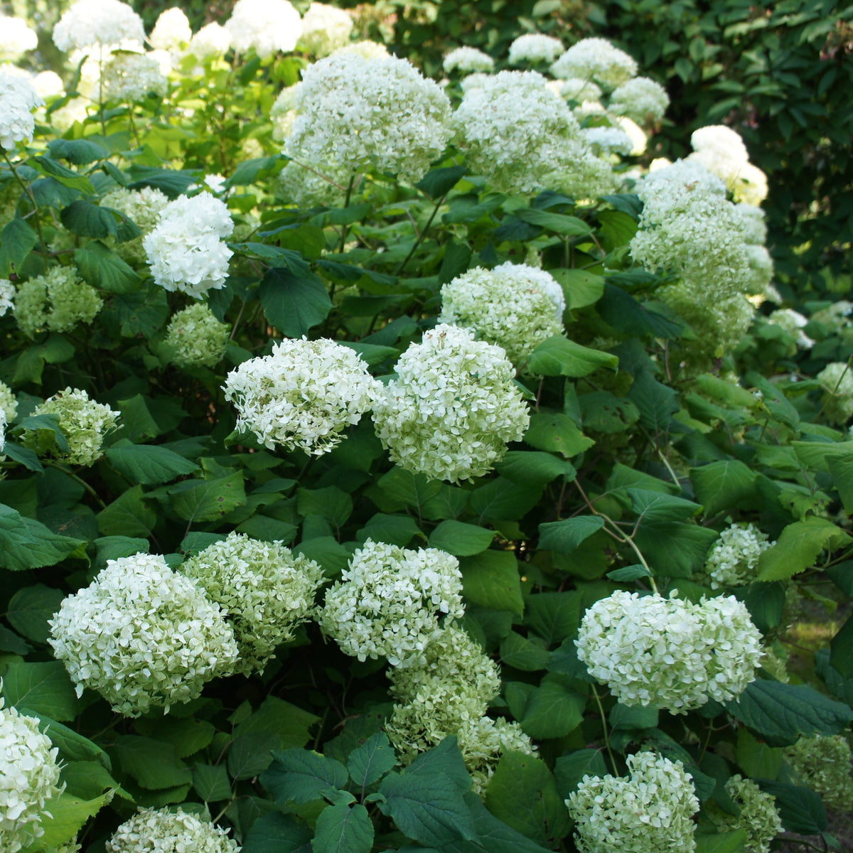 Hortensia 'Annabelle' - Hydrangea arborescens Annabelle - Bakker