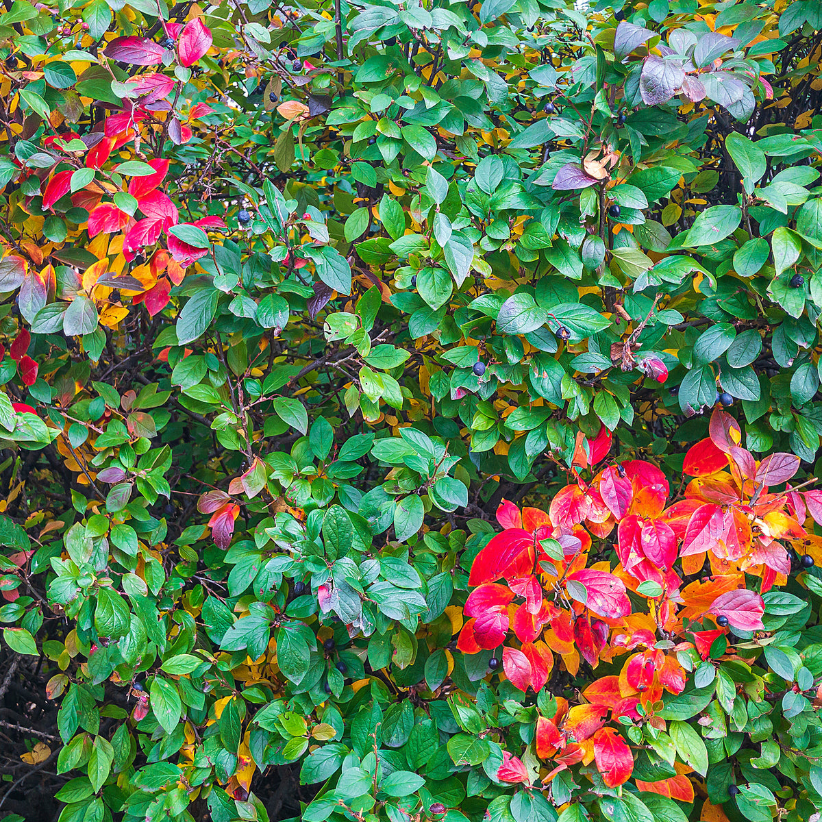 Haie de Cotonéasters - Cotoneaster lucidus - Bakker