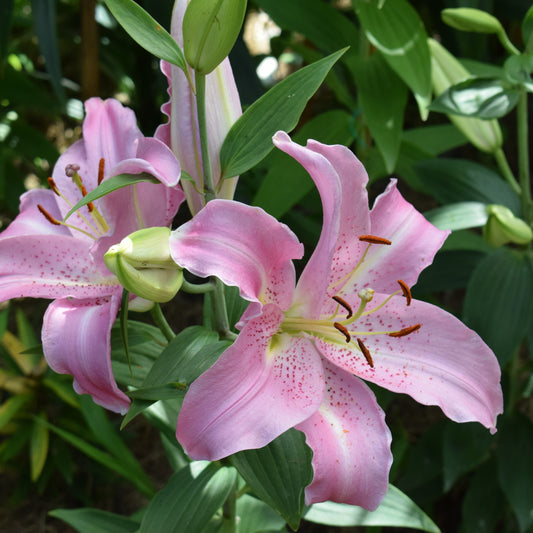 3 Lis orientaux Josephine - Bakker
