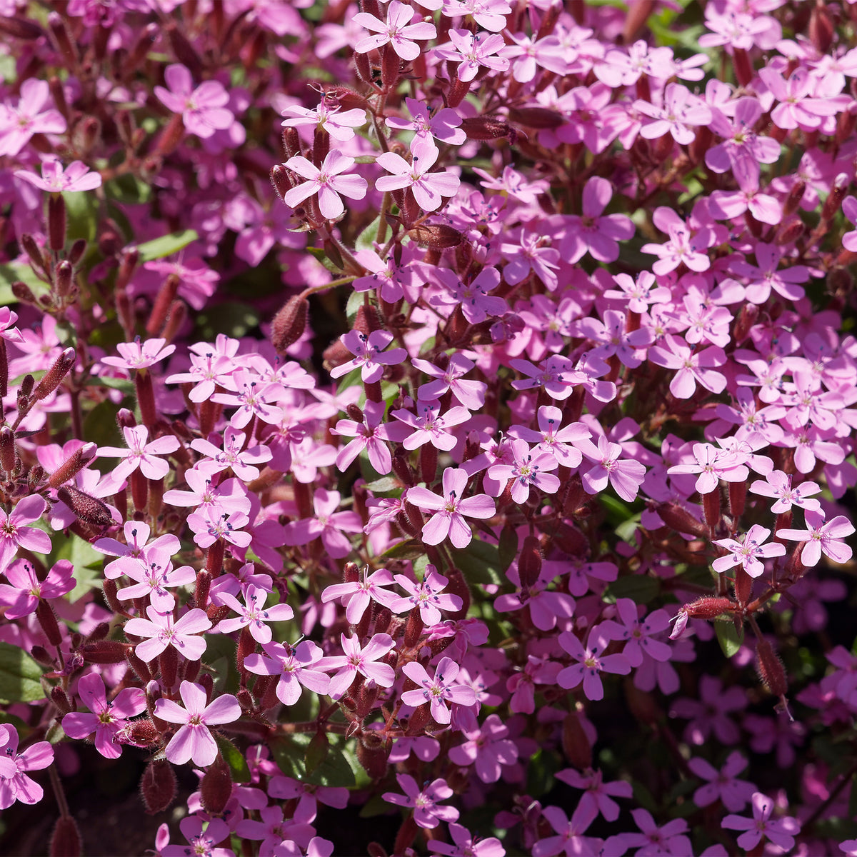 Collection de 15 plantes vivaces rampantes - 2 m² - Saponaria ocymoides, Campanula poscharskyana, Sedum acre, Phlox subulata - Bakker