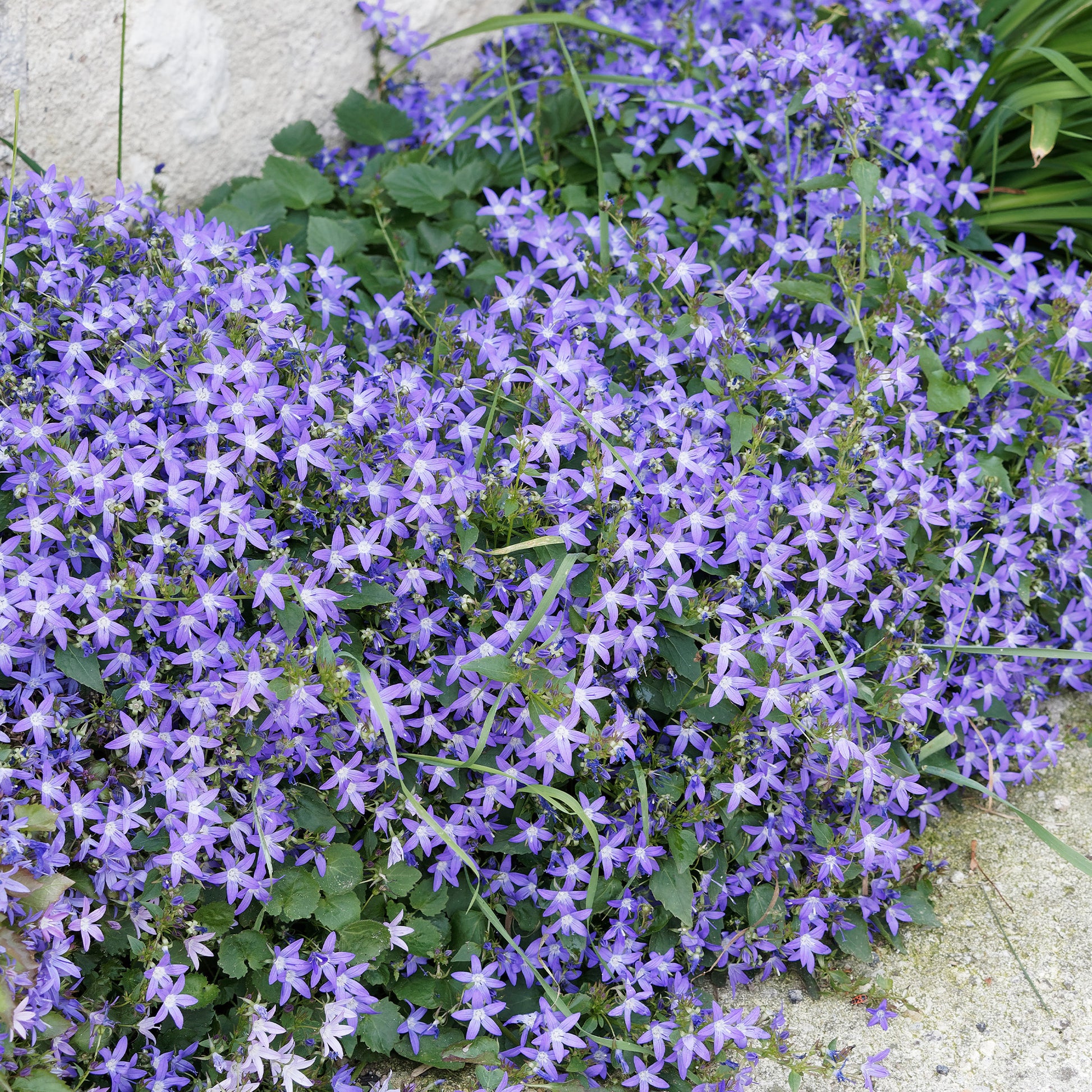 Saponaria ocymoides, Campanula poscharskyana, Sedum acre, Phlox subulata - Collection de 15 plantes vivaces rampantes - 2 m² - Plantes vivaces