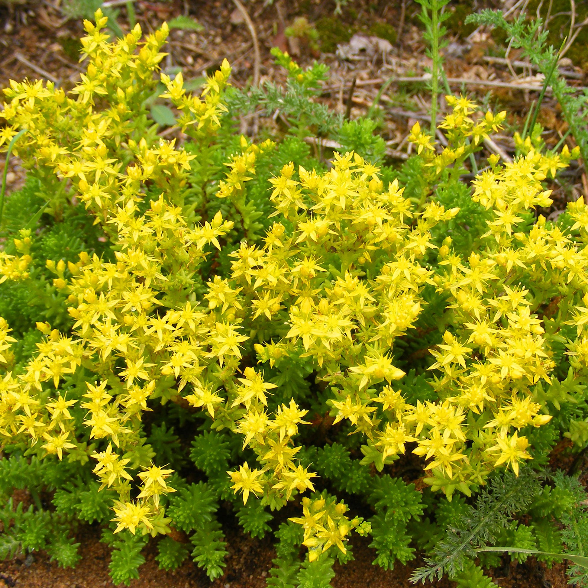 Plantes vivaces - Collection de 15 plantes vivaces rampantes - 2 m² - Saponaria ocymoides, Campanula poscharskyana, Sedum acre, Phlox subulata
