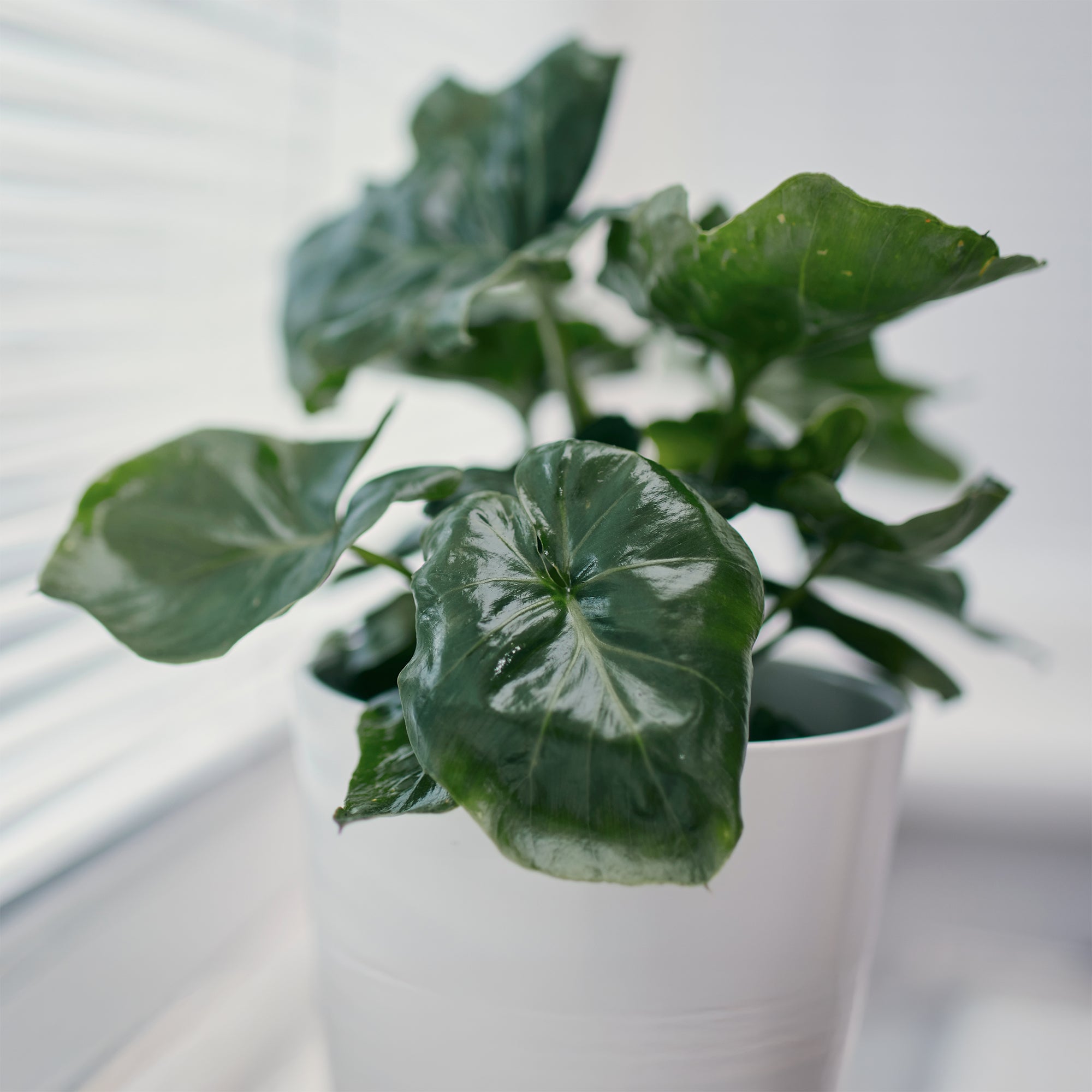 philodendron atom entretien Philodendron Monstera Atom