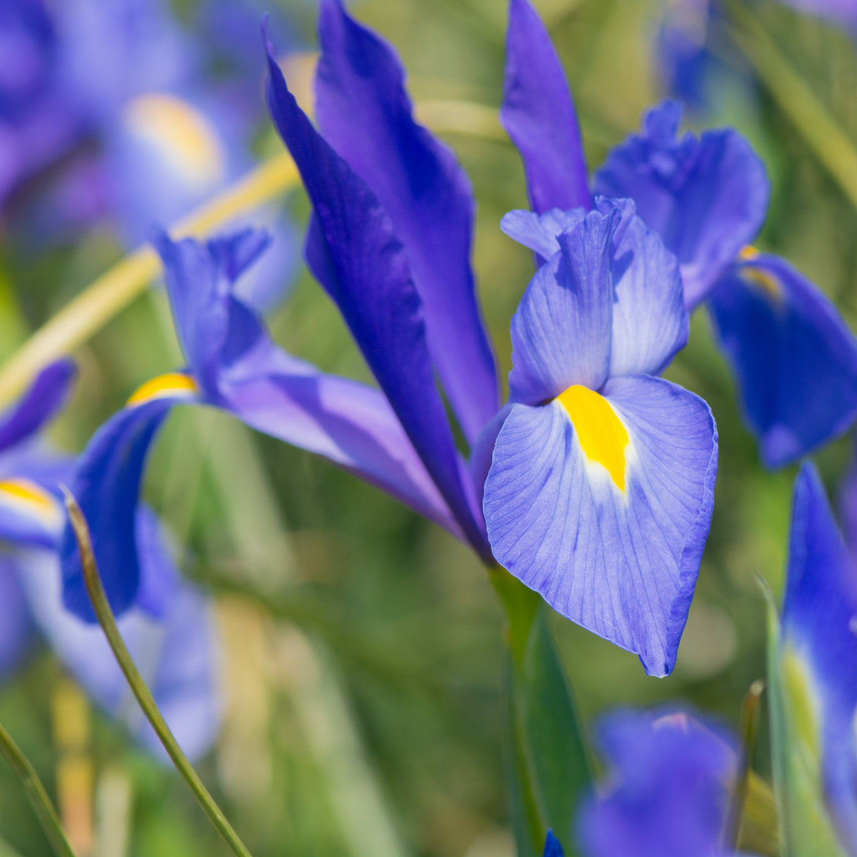 Vente Collection Massif d'été fleuri - 45 bulbes - Superficie env. 1,5 m² - Gladiolus, Begonia, Iris, Liatris, Crocosmia, Lilium, Dahlia