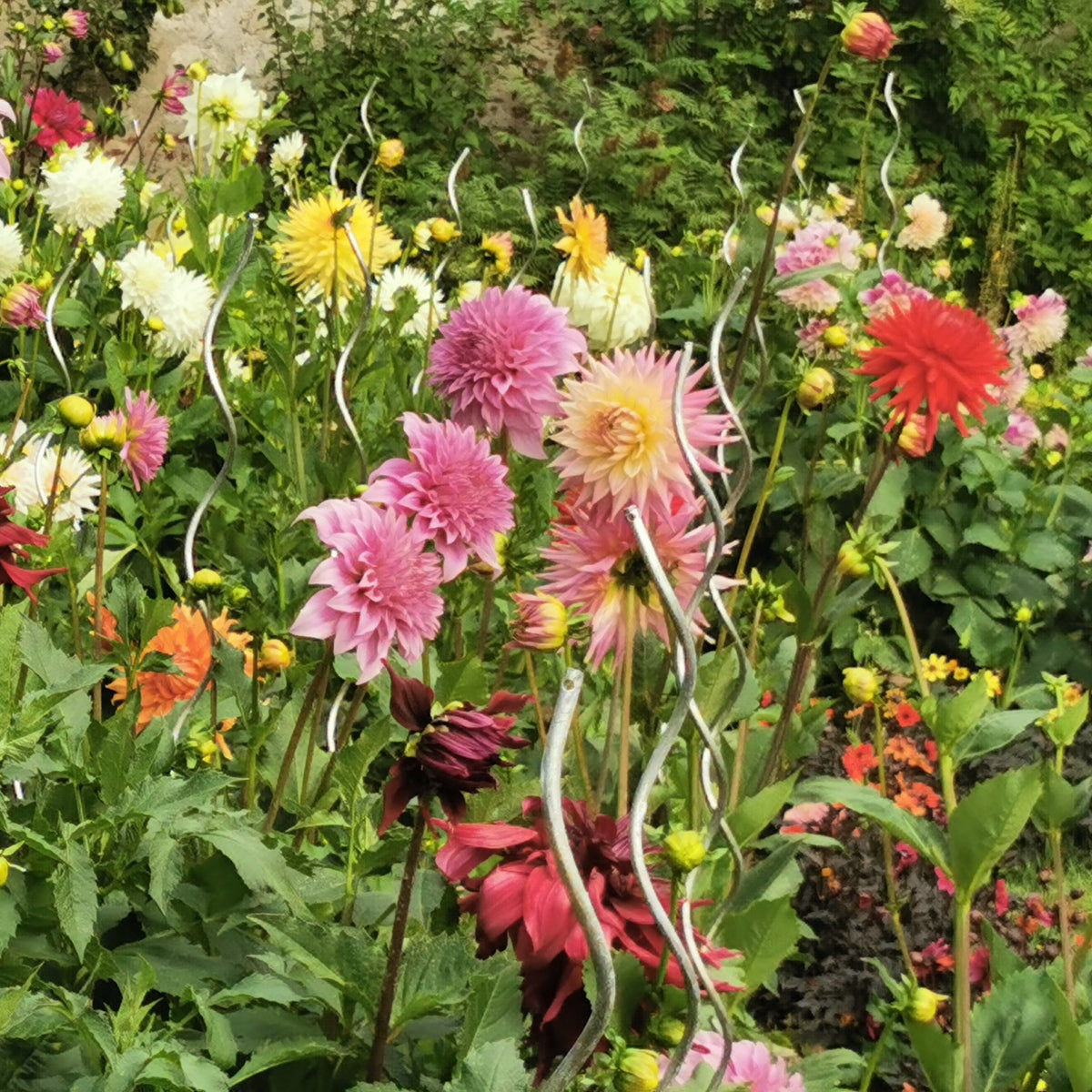 Vente Collection Massif d'été fleuri - 45 bulbes - Superficie env. 1,5 m²