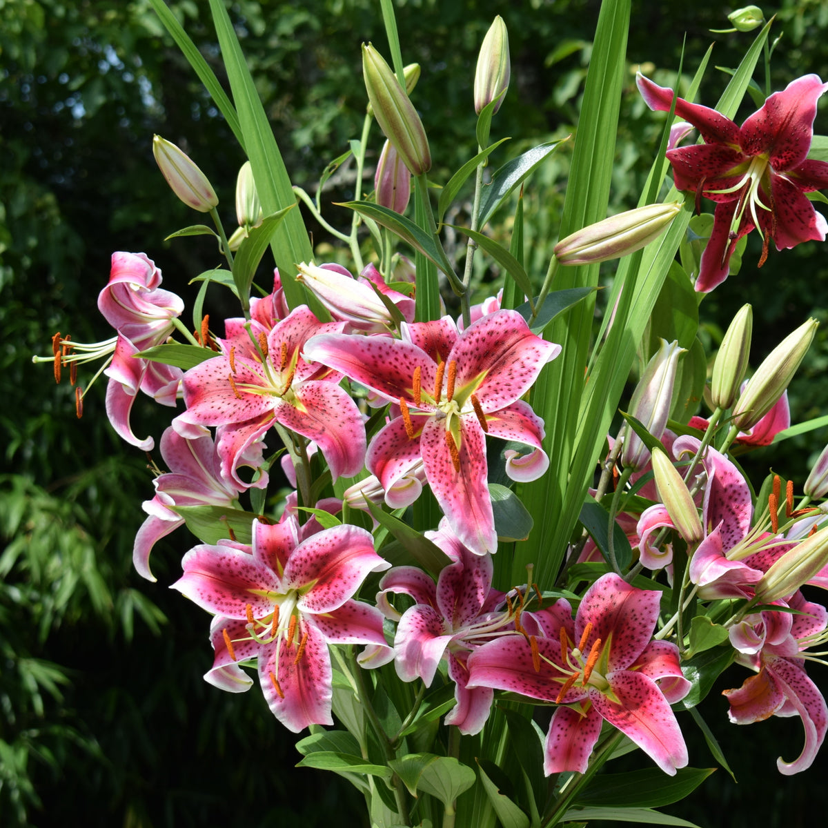 Vente Collection Massif d'été fleuri - 45 bulbes - Superficie env. 1,5 m² - Bulbes d'été
