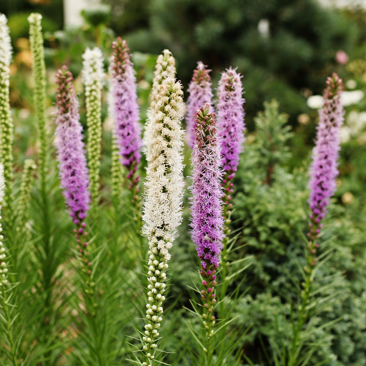 Vente Bulbes d'été - Collection Massif d'été fleuri - 45 bulbes - Superficie env. 1,5 m²