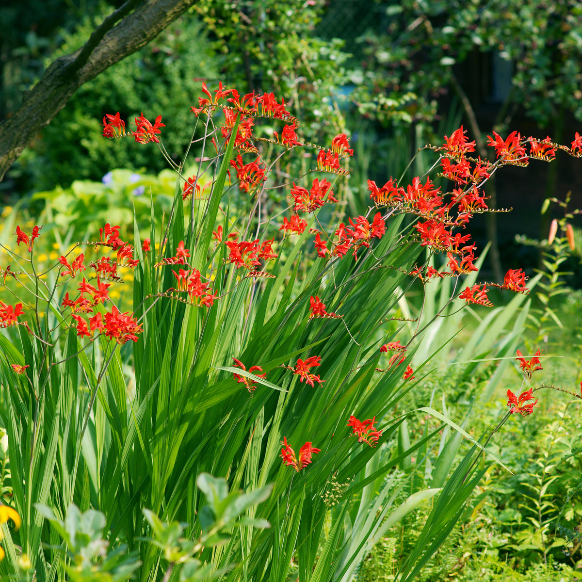 Vente Gladiolus, Begonia, Iris, Liatris, Crocosmia, Lilium, Dahlia - Collection Massif d'été fleuri - 45 bulbes - Superficie env. 1,5 m²