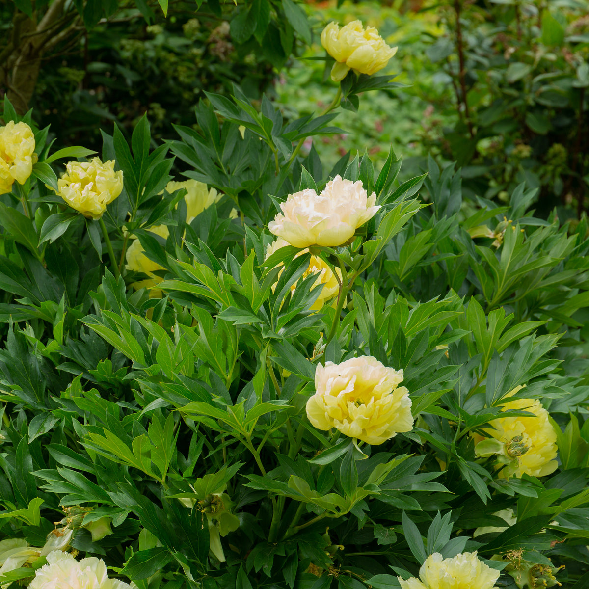 Pivoine Itoh Bartzella - Bakker