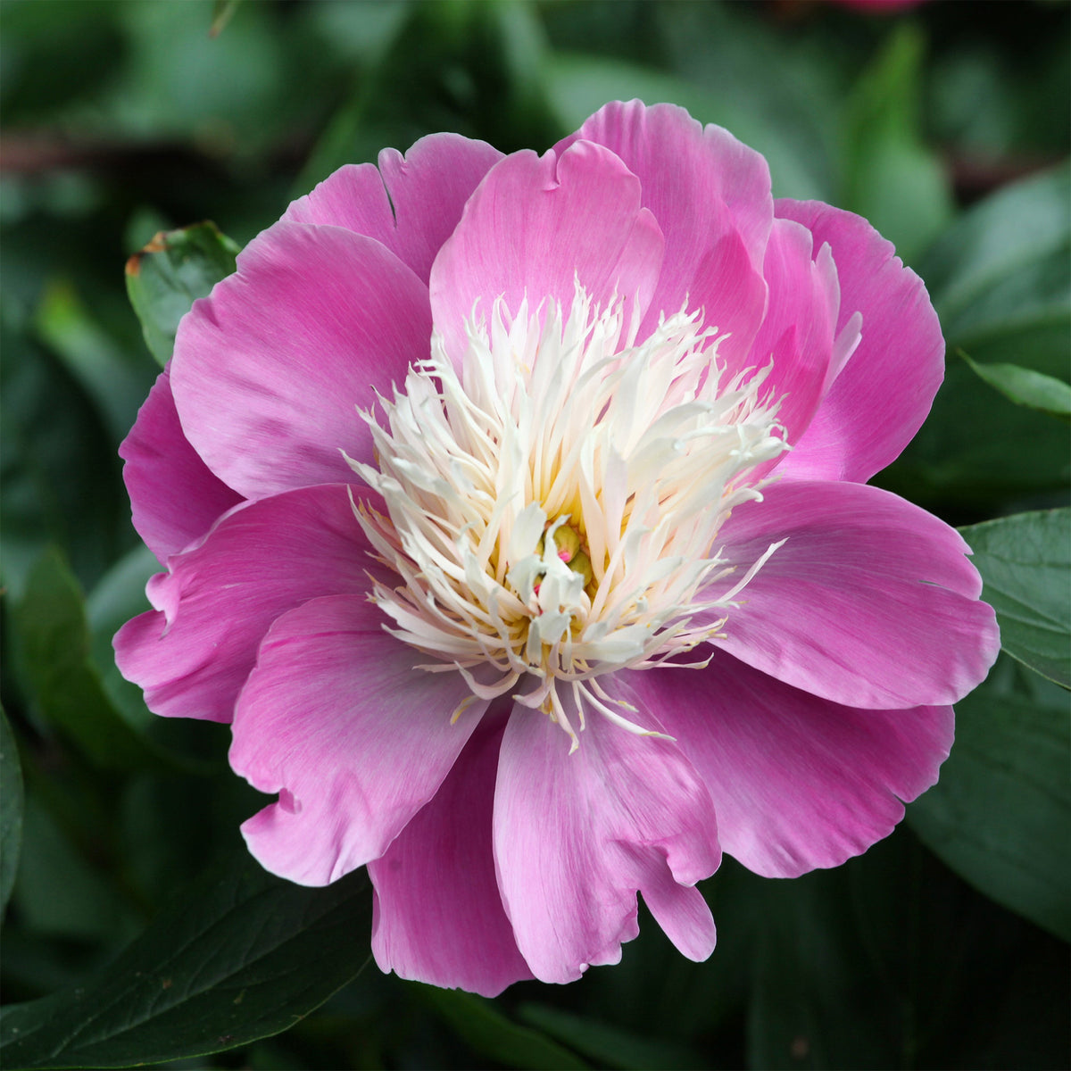Pivoine 'Fantastic' - Paeonia Fantastic - Bakker