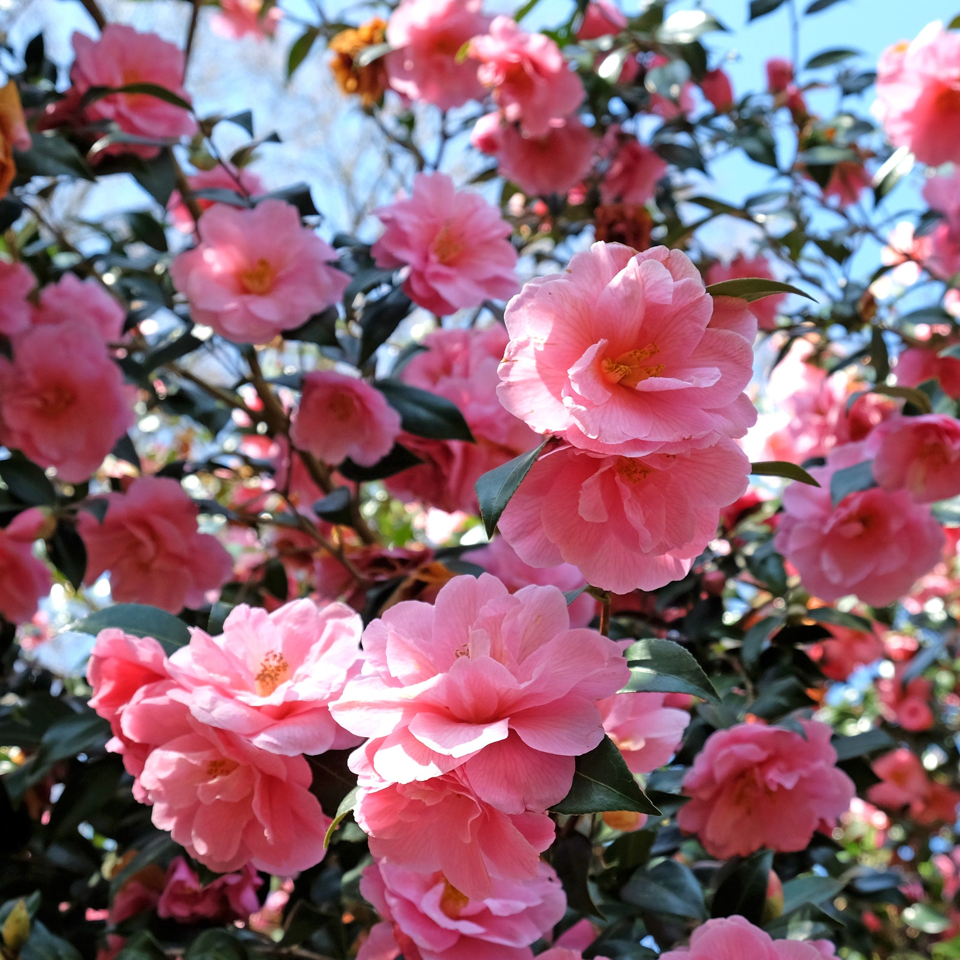 Vente Camélia du Japon à fleurs doubles roses