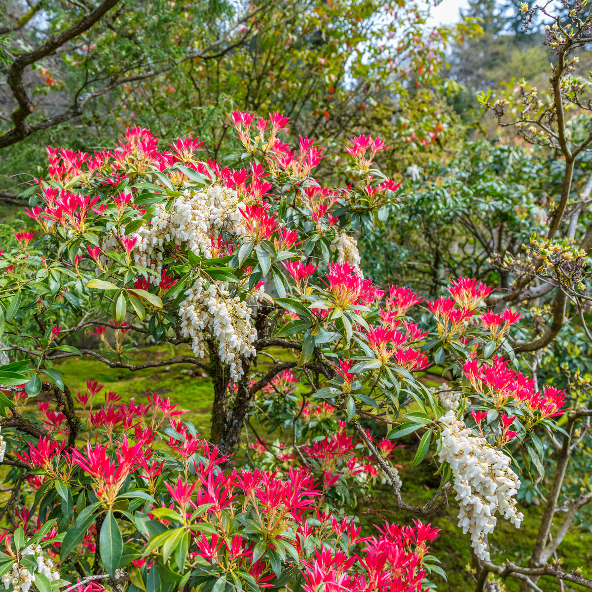 Plantes à feuillage persistant - Pieris Forest flame - Pieris japonica Forest Flame