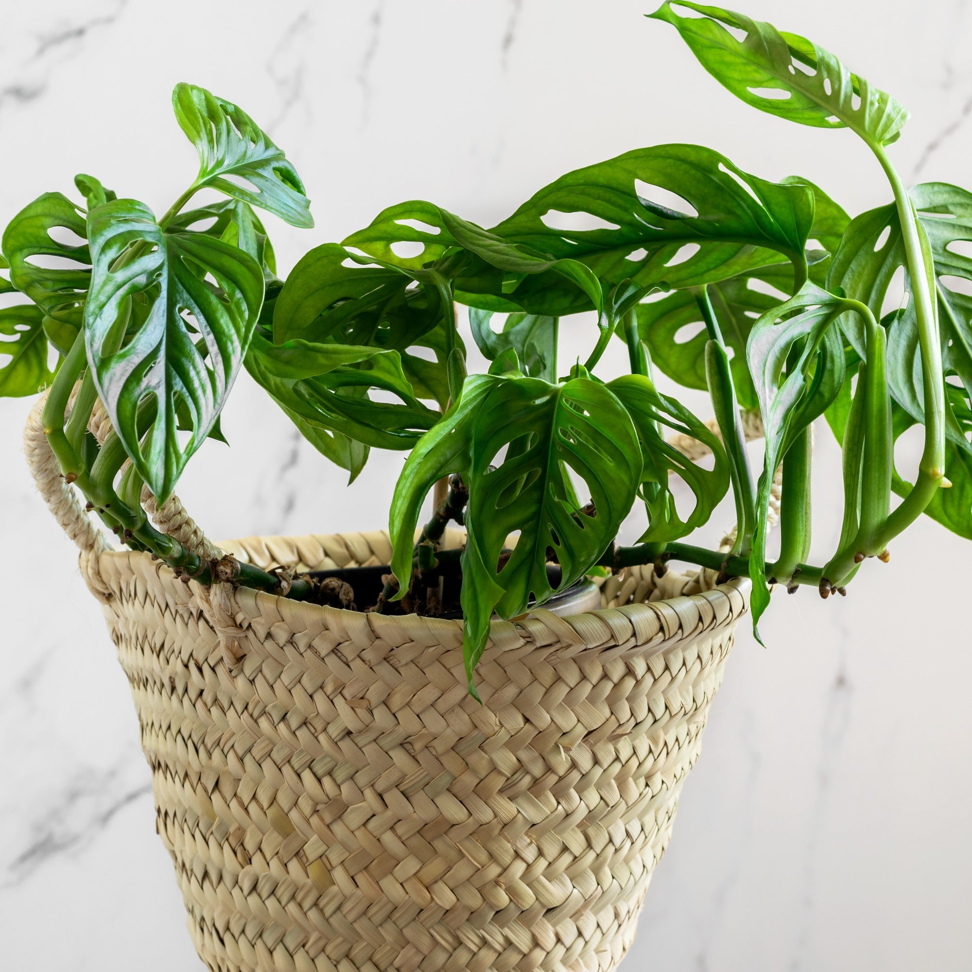 philodendron feuilles trouées Philodendron Monstera Monkey Mask