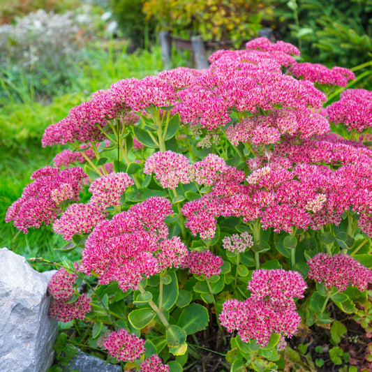 Sedum spectabile - Orpin d'automne - Bakker
