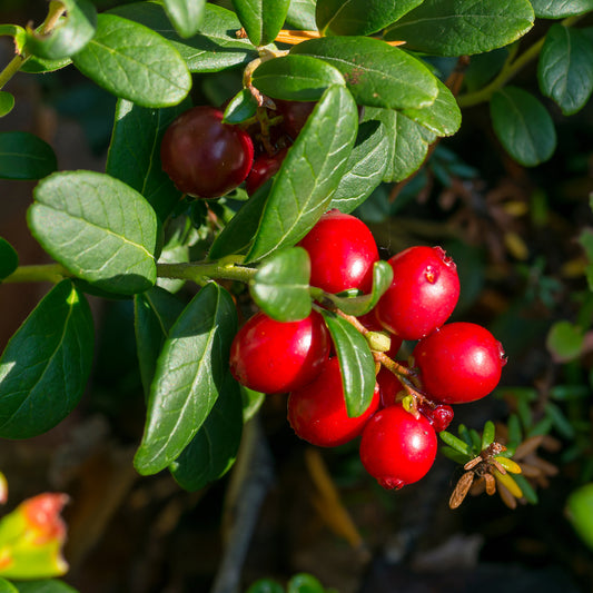 Canneberge - Cranberry - Bakker