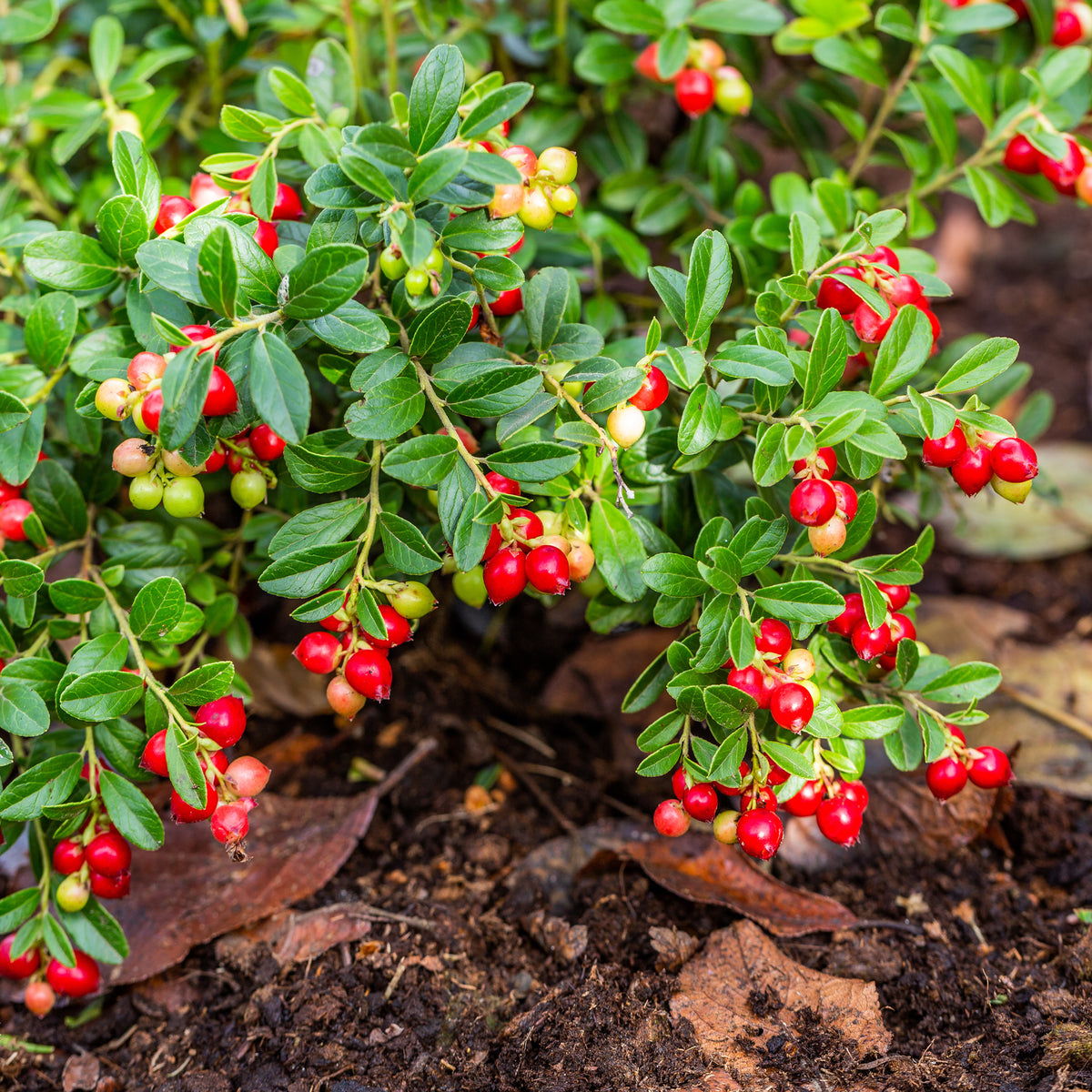 Canneberge - Cranberry - Vaccinium macrocarpon - Bakker