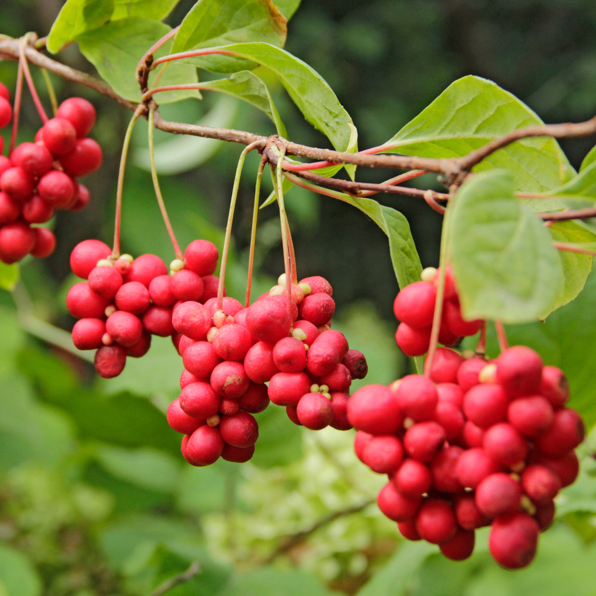 Haies fruitières - Collection d'arbustes à fruits vitaminés - Vaccinium corymbosum, lycium barbarum, vaccinum macrocarpon, schisandra chinensis