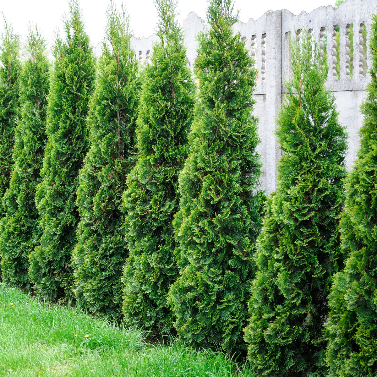 Plantes à feuillage persistant - Collection de 5 conifères persistants - Chamaecyparis Boulevard, Ellwoodii, Thuja Rheingold, Pinus Mugo, Juniperus Wiltonii