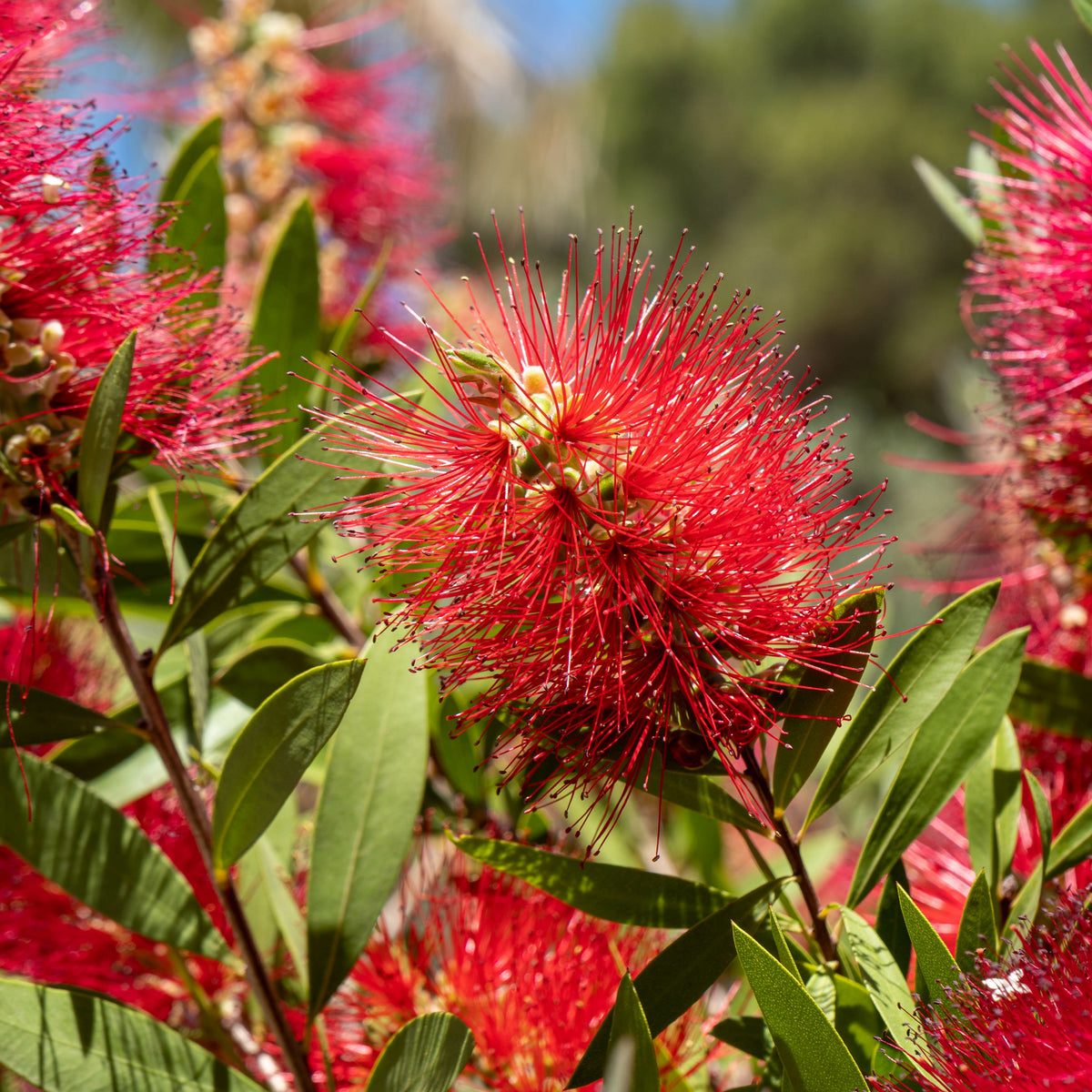 Rince-bouteille - Callistemon laevis - Bakker
