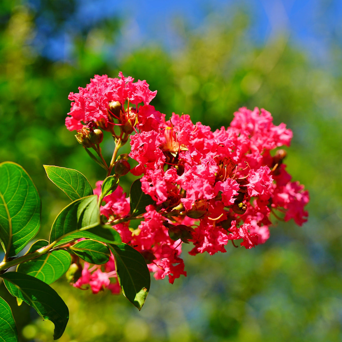 Lilas des Indes rouge - Lagerstroemia indica Red Imperator - Bakker