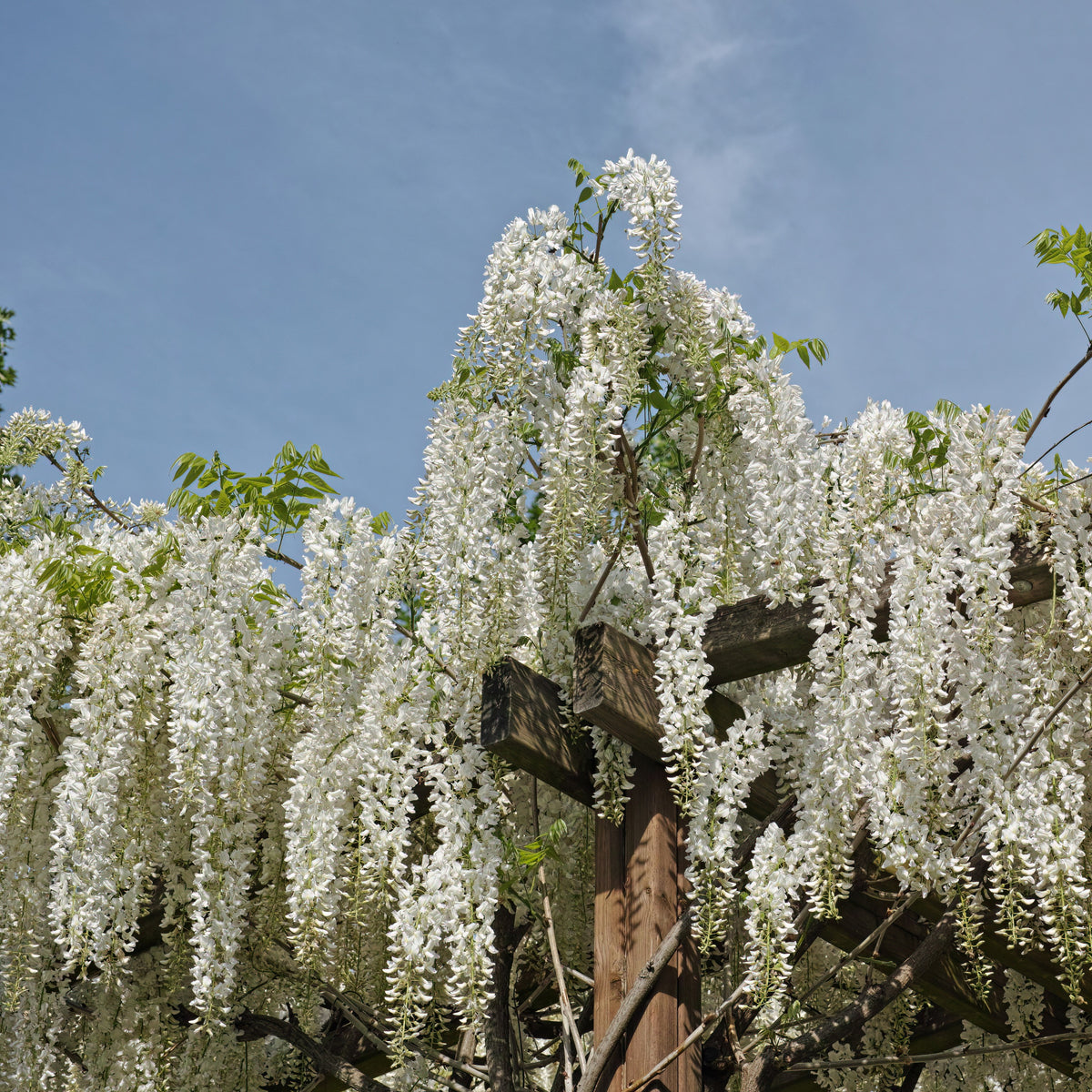 Glycine - Glycine blanche sur tige - Wisteria sinensis alba