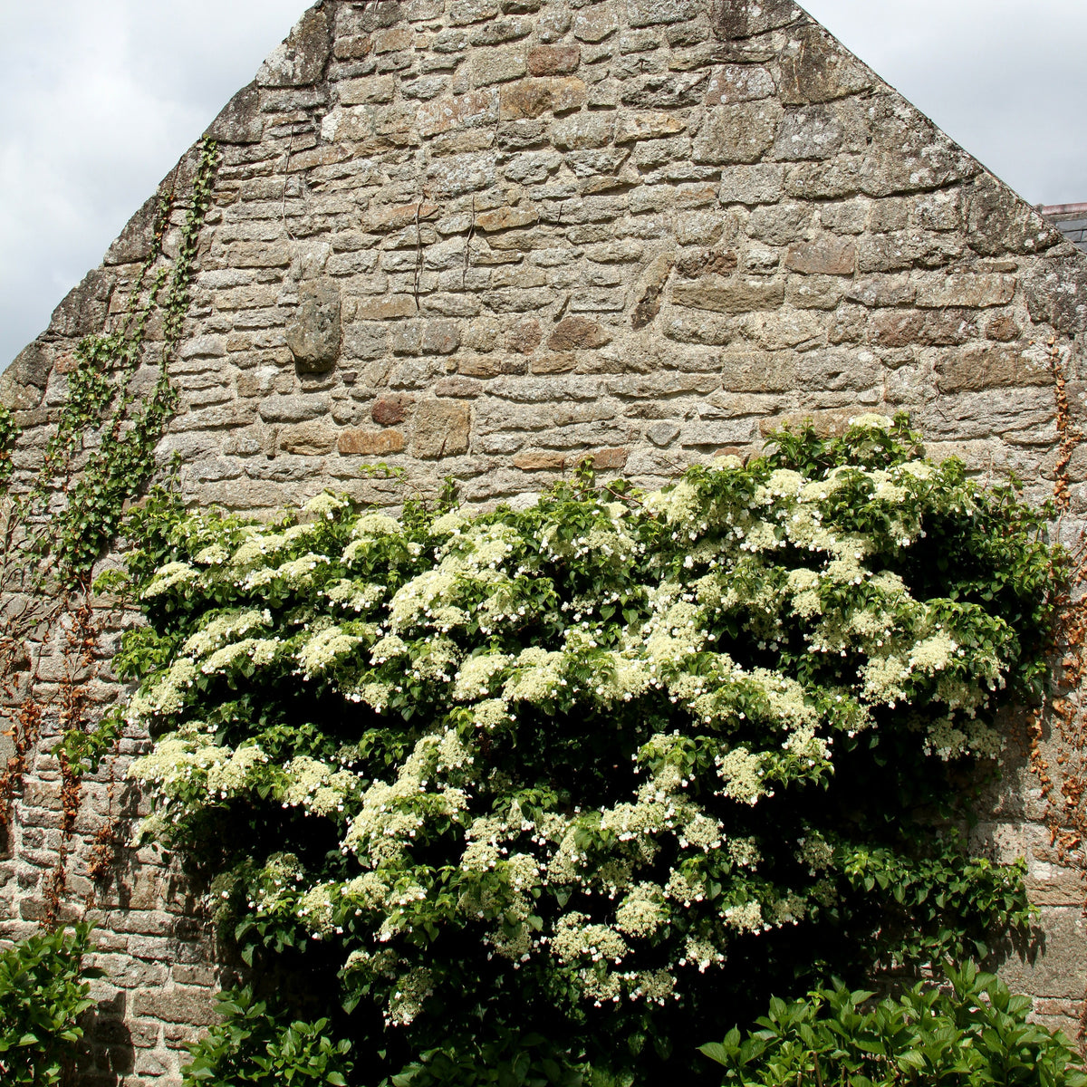 Vente Hortensia grimpant