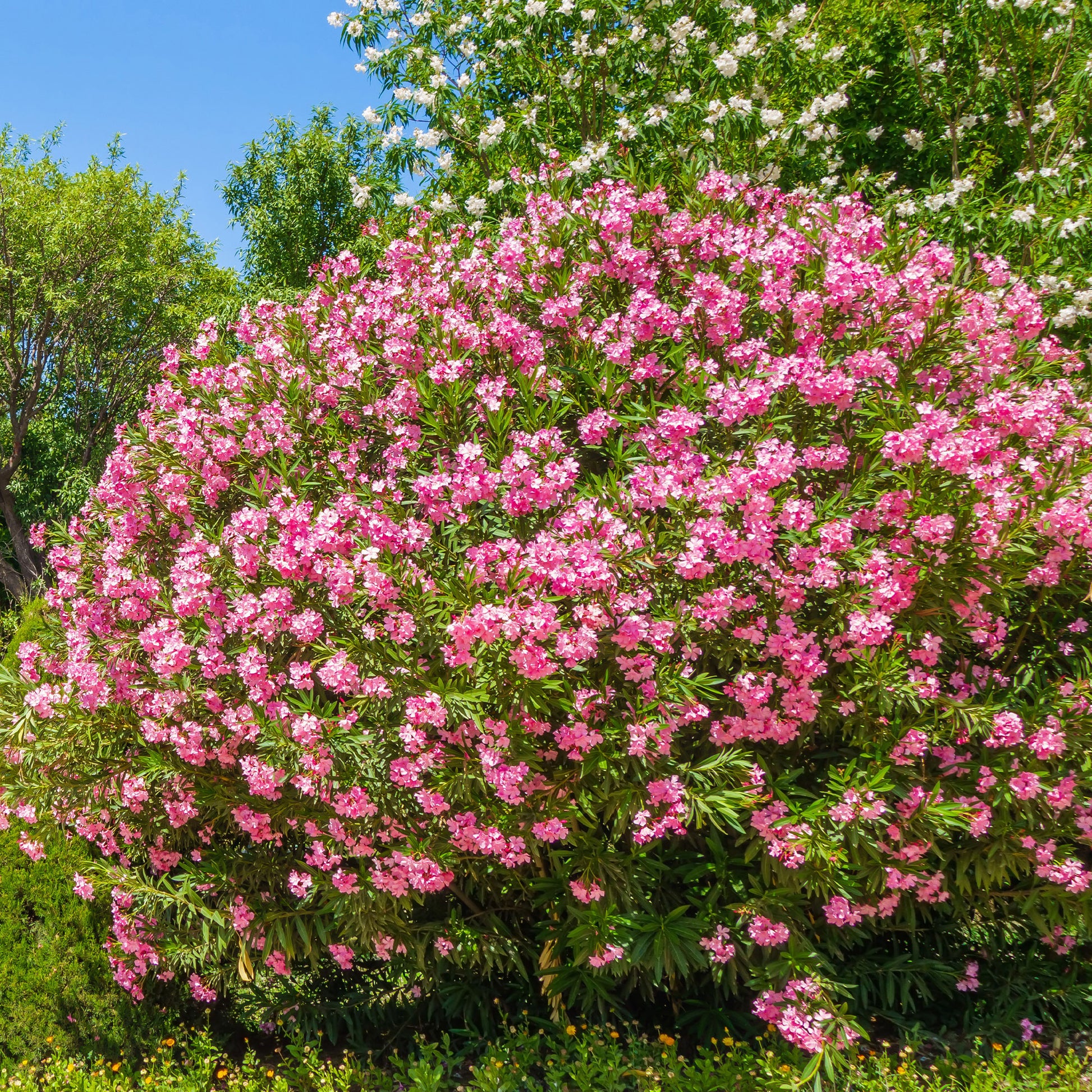 Nerium oleander - Laurier-rose - Laurier-rose