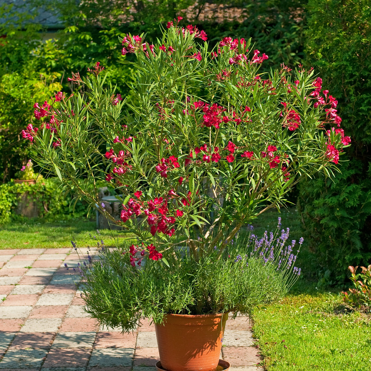 Laurier-rose rouge - Bakker