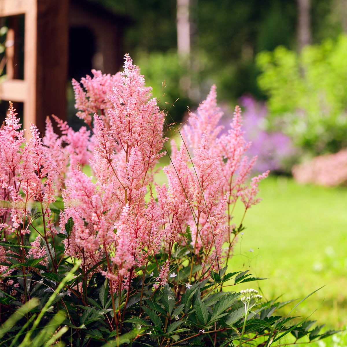 Vente Plantes vivaces - Collection de 15 plantes vivaces - 2 m²
