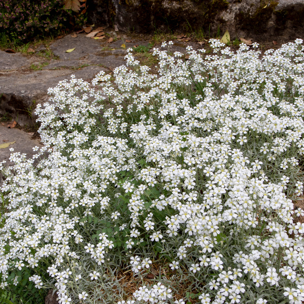 3 Céraistes - Corbeille d'argent - Cerastium tomentosum - Bakker