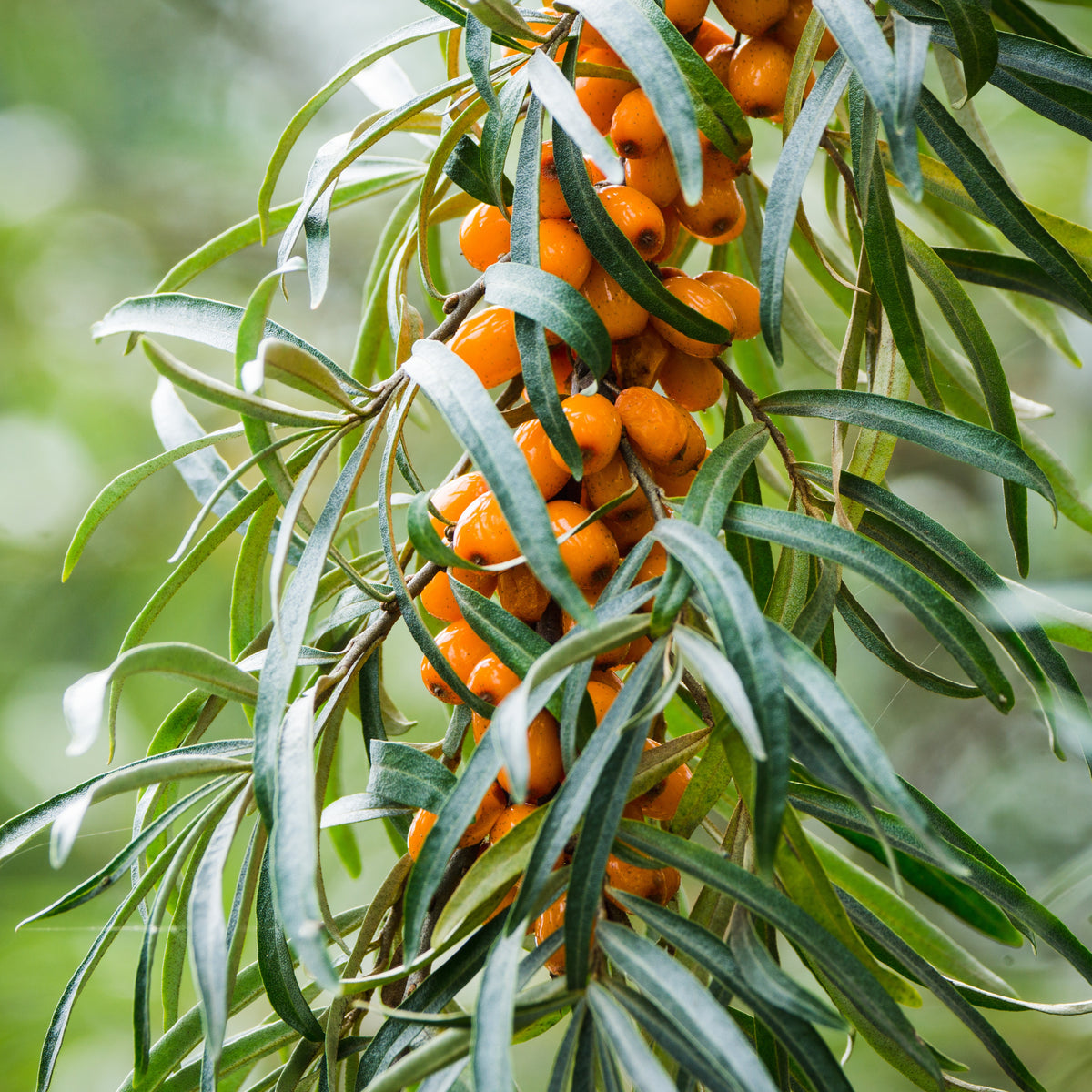 Autres arbres et arbustes fruitiers - Argousier - Hippophae rhamnoides