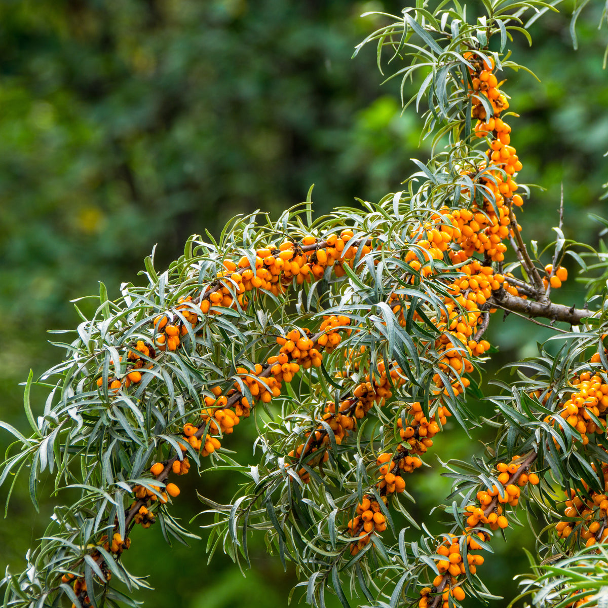 Hippophae rhamnoides - Argousier - Autres arbres et arbustes fruitiers