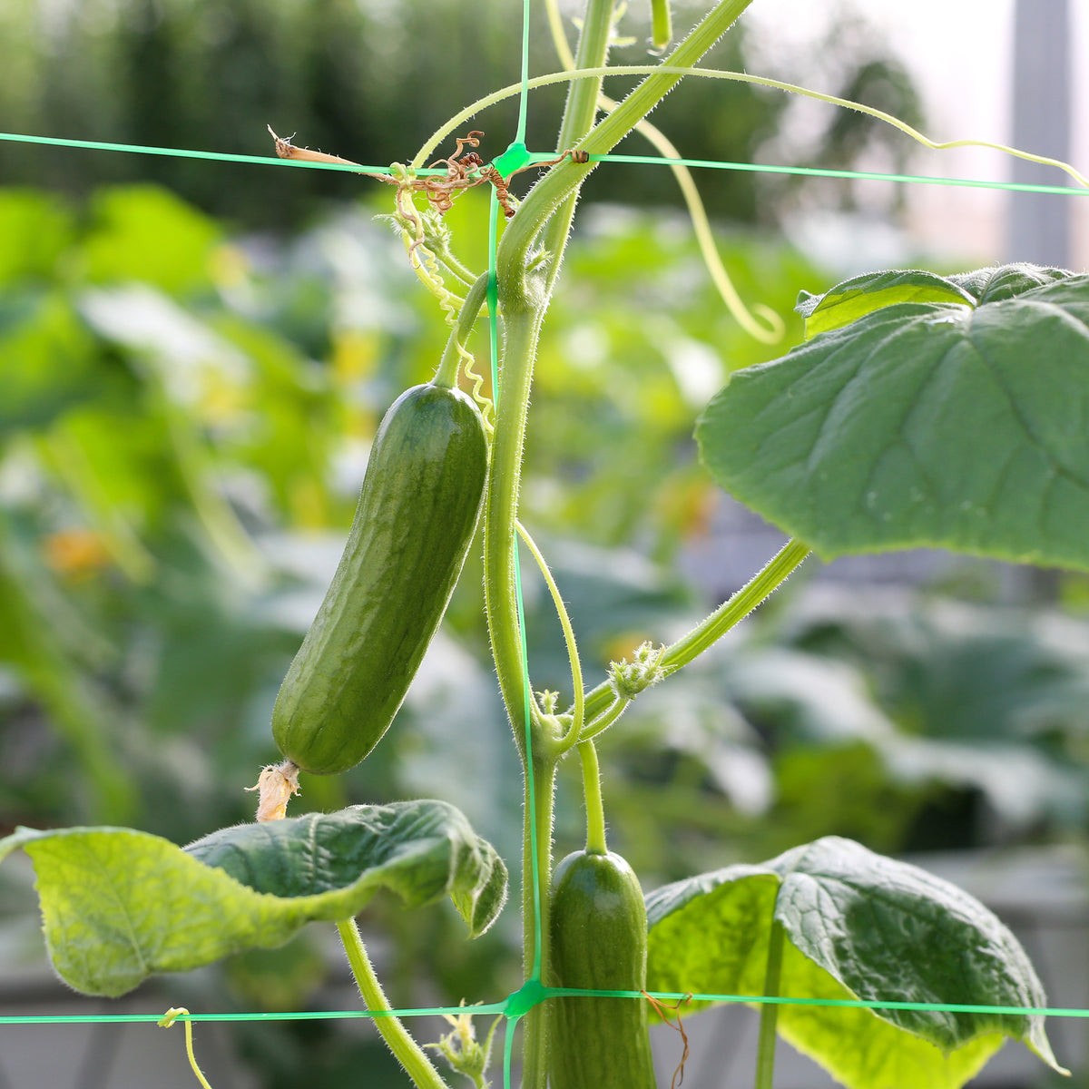 Concombre mini Broumana F1 - Cucumis sativus mini broumana f1 - Bakker