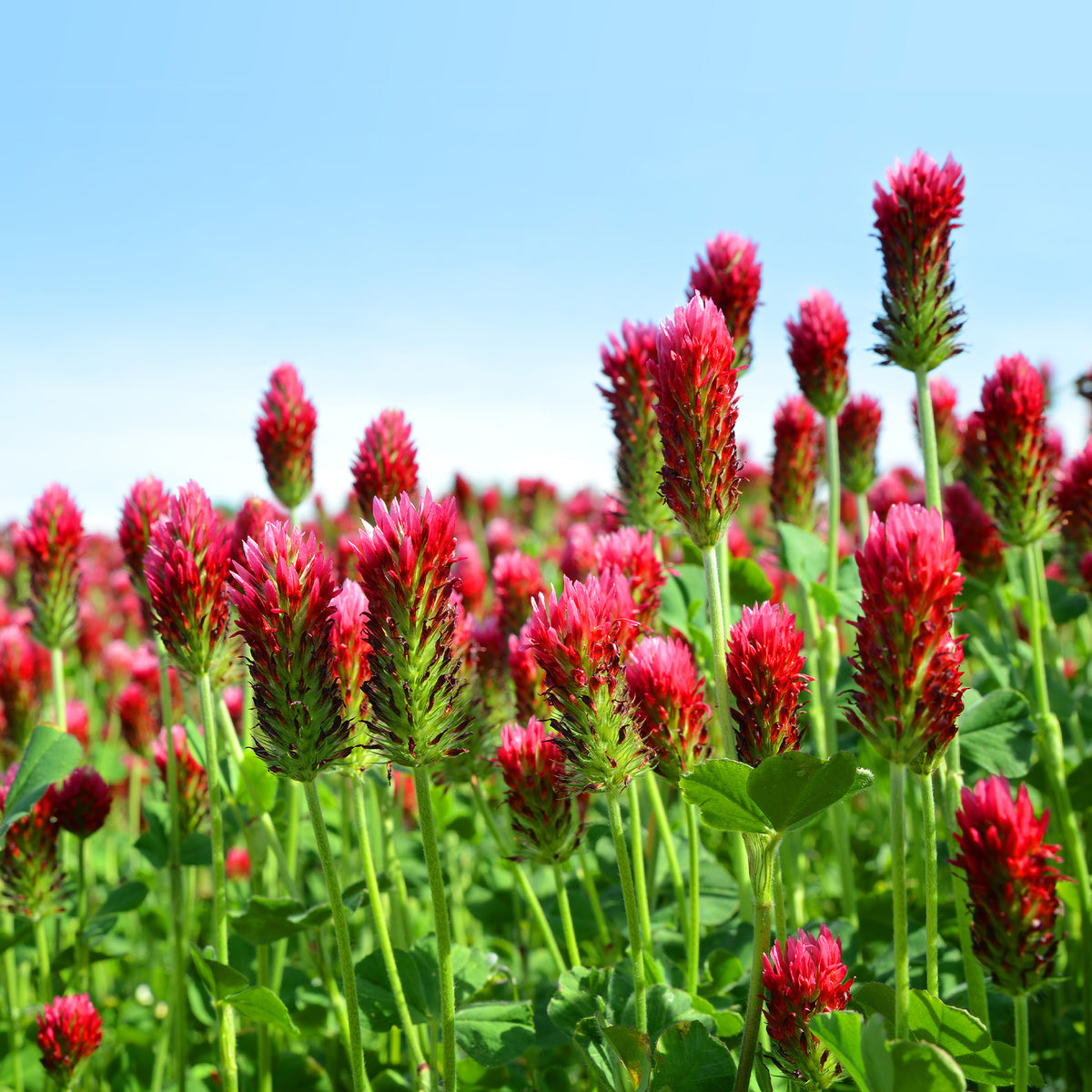 Trèfle rouge Bio - Bakker