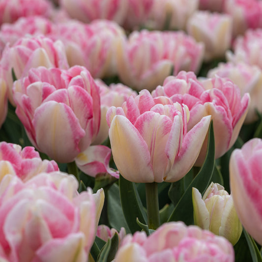 10 Tulipes à fleur de pivoine Foxtrot - Bakker
