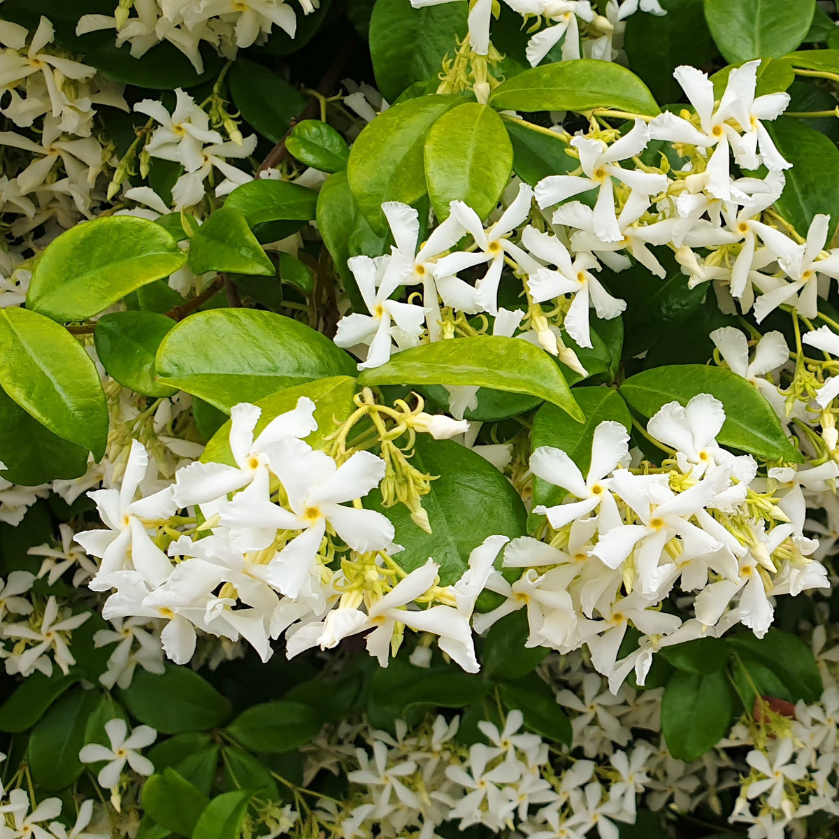 Collection de 3 plantes grimpantes à floraisons abondantes - Clematis montana Mayleen , Trachelospermum jasminoides, Wisteria frutescens Amethyst Falls - Bakker