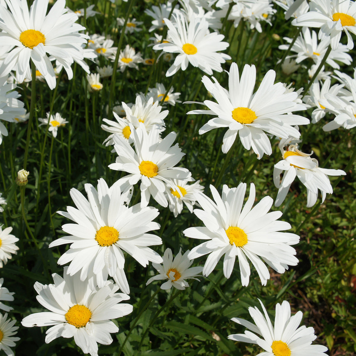 Marguerite d'été - Bakker