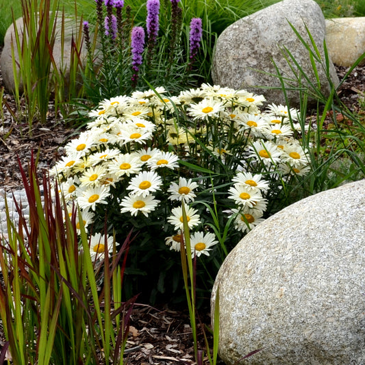 Marguerite d'été - Bakker