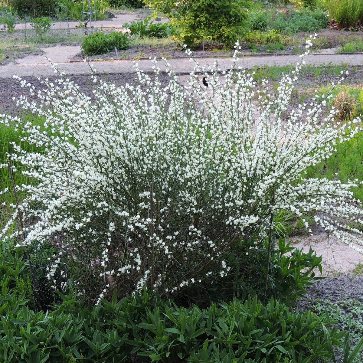 Genêt blanc - Cytisus praecox albus - Bakker