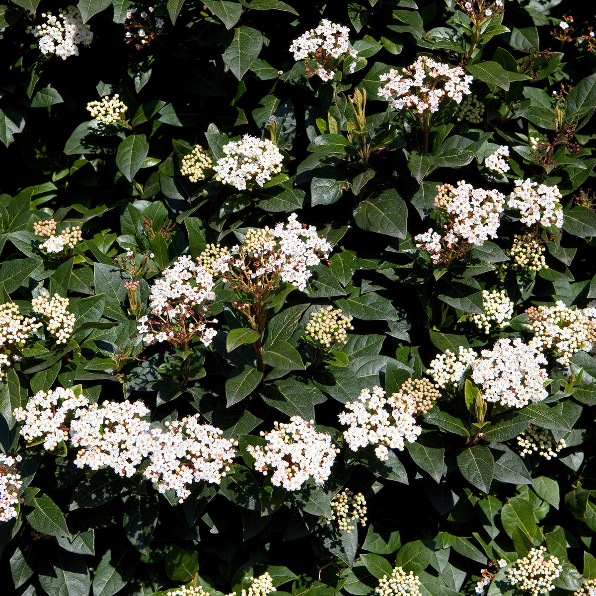 Vente Collection Haie persistante - 4 arbustes - Eleagnus pungens Maculata, Photinia fraseri Red Robin, Prunus laurocerasus Etna, Viburnum tinus
